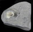 Promicroceras Ammonite - Dorset, England #30723-2